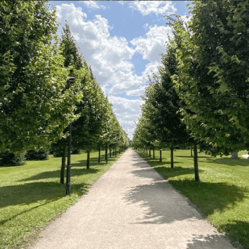 online marketing maasplant