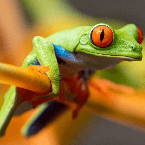 Screaming Frog SEO